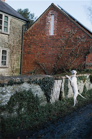 simsearch:6118-07731937,k - A large dog standing on his back legs looking over a wall. Photographie de stock - Premium Libres de Droits, Code: 6118-08521837