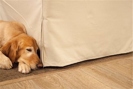 simsearch:6118-09018684,k - A large dog lying on a hearthrug. Foto de stock - Sin royalties Premium, Código: 6118-08659701