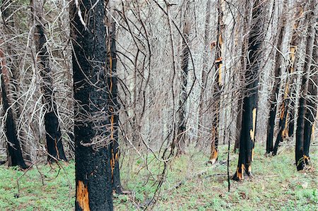 Recovering forest after extensive fire damage, near Wenatchee National Forest in Washington state. Stock Photo - Premium Royalty-Free, Code: 6118-08659967