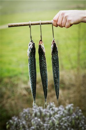 Chef holding three Mackerel hanging on hooks. Stock Photo - Premium Royalty-Free, Code: 6118-08660057