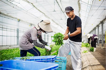 ethnic person baseball cap - Two people working in a greenhouse harvesting a commercial food crop, the mizuna vegetable plant. Stock Photo - Premium Royalty-Free, Code: 6118-08761892