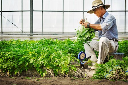 A man working in a greenhouse harvesting a commercial crop, the mizuna vegetable plant. Photographie de stock - Premium Libres de Droits, Code: 6118-08761897