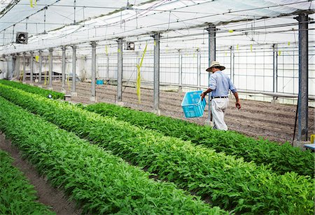 A man in a hat working in a greenhouse harvesting a commercial crop, the mizuna vegetable plant. Photographie de stock - Premium Libres de Droits, Code: 6118-08761895