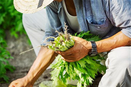 farmer with straw hat - A ma working in a greenhouse harvesting a commercial crop, the mizuna vegetable plant. Stock Photo - Premium Royalty-Free, Code: 6118-08761896