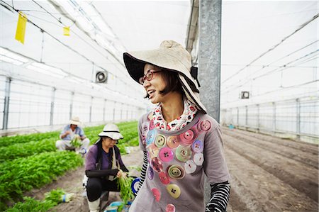 Two women working in a greenhouse harvesting a commercial crop, the mizuna vegetable plant. Photographie de stock - Premium Libres de Droits, Code: 6118-08761899