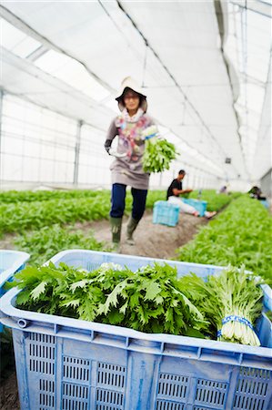 simsearch:6118-09079262,k - Worker in a greenhouse carrying harvested mizuna plants, also known as Japanese greens Stock Photo - Premium Royalty-Free, Code: 6118-08761900