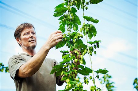 Man standing outdoors, picking hops from a tall flowering vine with green leaves and cone shaped flowers, for flavouring beer. Photographie de stock - Premium Libres de Droits, Code: 6118-08761908