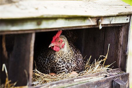 A speckled black and white hen sitting in a nestbox. Stock Photo - Premium Royalty-Free, Code: 6118-08797549