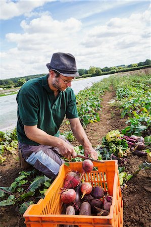 A man bending and harvesting beetroots in a field full of plants. Stock Photo - Premium Royalty-Free, Code: 6118-08797570