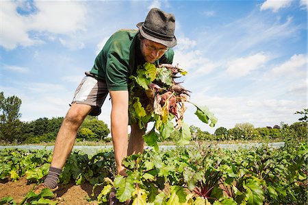 A man working in the field, pulling glossy red beetroots up. Stock Photo - Premium Royalty-Free, Code: 6118-08797571
