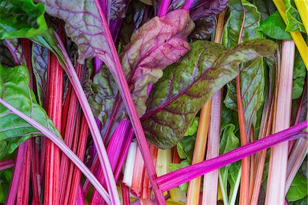 simsearch:6118-08947538,k - Freshly picked stalks of chard vegetables. Stock Photo - Premium Royalty-Free, Code: 6118-08797580