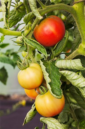 simsearch:6118-08947538,k - Red and yellow tomatoes growing on branch Stock Photo - Premium Royalty-Free, Code: 6118-08797581