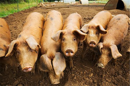 simsearch:6118-08797549,k - A group of pigs in a pen. Photographie de stock - Premium Libres de Droits, Code: 6118-08797537