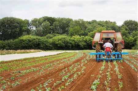 Two men driving a tractor pulling a cultivator weeding between rows of plants. Photographie de stock - Premium Libres de Droits, Code: 6118-08797535
