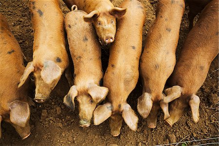 simsearch:6118-08797549,k - A group of pigs in a pen. Photographie de stock - Premium Libres de Droits, Code: 6118-08797539