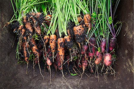 A bunch of freshly pulled carrots with mud on the vegetables. Photographie de stock - Premium Libres de Droits, Code: 6118-08797648