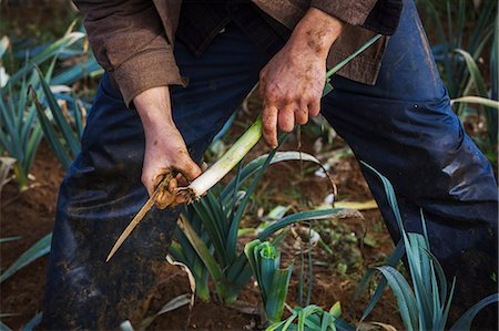 stanley knife - A man lifting and trimming organic leeks in a field. Stock Photo - Premium Royalty-Free, Code: 6118-08797660