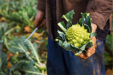 small business in vegetable - A man holding a harvested cauliflower in his hands. Stock Photo - Premium Royalty-Free, Code: 6118-08797667