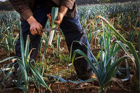 stanley knife - A man lifting fresh leeks from the soil and trimming the ends. Stock Photo - Premium Royalty-Free, Code: 6118-08797664