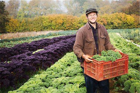 A man carrying a crate of freshly harvested cabbages Stock Photo - Premium Royalty-Free, Code: 6118-08797671