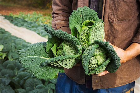 A man holding three freshly picked cabbages in a field. Photographie de stock - Premium Libres de Droits, Code: 6118-08797672