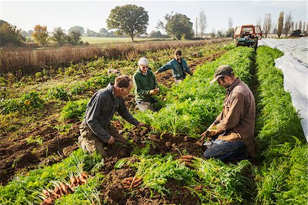 saco - A small group of people harvesting autumn vegetables in the fields on a small family farm. Foto de stock - Sin royalties Premium, Código: 6118-08797678