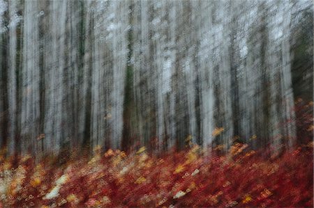 An aspen forest in autumn.  Thin white tree trunks of the quaking aspen in low light with autumnal understory. Photographie de stock - Premium Libres de Droits, Code: 6118-08797691