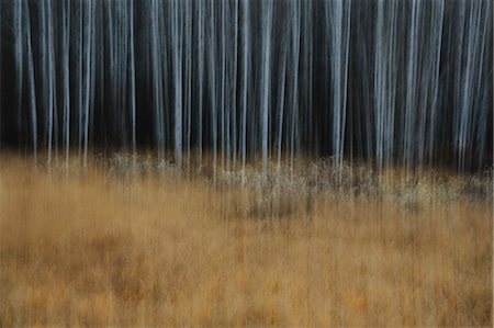 simsearch:6118-09112098,k - An aspen forest in autumn.  Thin white tree trunks of the quaking aspen in low light with autumnal understory. Stockbilder - Premium RF Lizenzfrei, Bildnummer: 6118-08797694