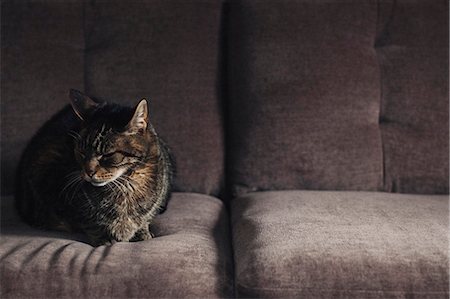 domesticate cats - A cat sitting on a grey sofa. Stock Photo - Premium Royalty-Free, Code: 6118-08725493