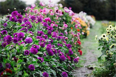 Summer flowering plants in an organic flower nursery. Dahlias in deep purple and pink colours. Foto de stock - Sin royalties Premium, Código: 6118-08725576