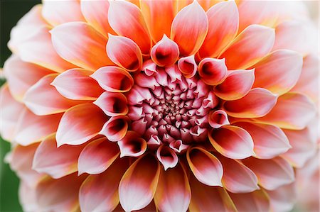 dalia - Close up of a dahlia flower. Foto de stock - Sin royalties Premium, Código: 6118-08725596