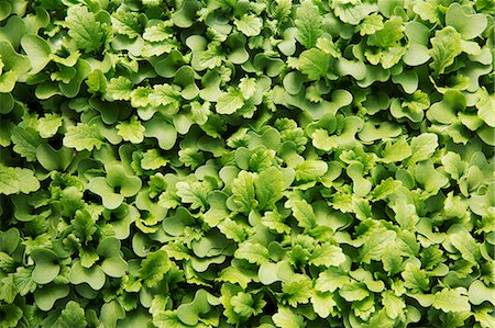 simsearch:6118-08725637,k - Small salad leaves, micro leaves growing. View from above. Stock Photo - Premium Royalty-Free, Code: 6118-08725643