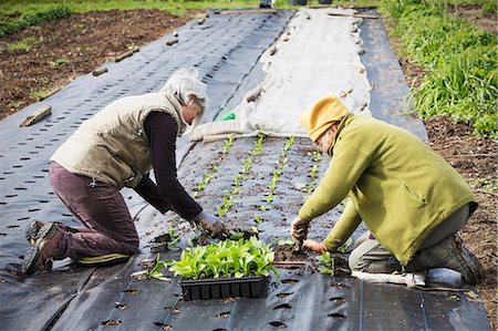 simsearch:6118-08725578,k - Two people kneeling planting out small plug plant seedlings in the soil, Stock Photo - Premium Royalty-Free, Code: 6118-08725606