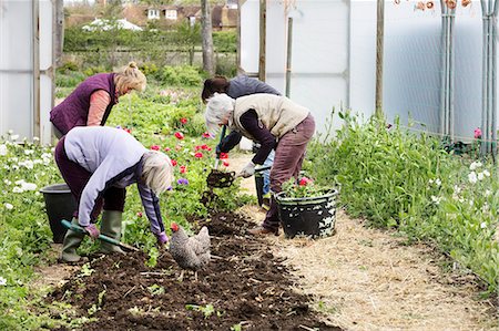 simsearch:6118-08725578,k - Four people, women working in a poly tunnel clearing plants from the soil. Stock Photo - Premium Royalty-Free, Code: 6118-08725608