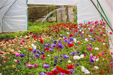 flowerbed not people - Flowers of many varieties growing in a poly tunnel using organic methods. Photographie de stock - Premium Libres de Droits, Code: 6118-08725613