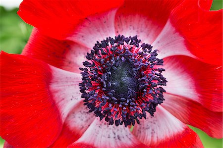 simsearch:6118-08725637,k - A red petalled mecanopsis flower. Stock Photo - Premium Royalty-Free, Code: 6118-08725612