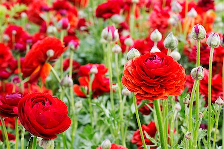 simsearch:6118-08725637,k - Red ranunculus flowers growing in a flowerbed. Stock Photo - Premium Royalty-Free, Code: 6118-08725617