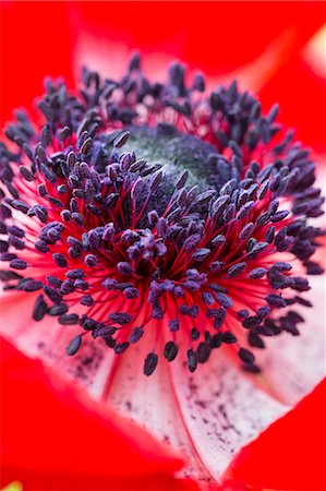 simsearch:6118-08725637,k - Close up of a flower with red petals and purple stamens. Stock Photo - Premium Royalty-Free, Code: 6118-08725615