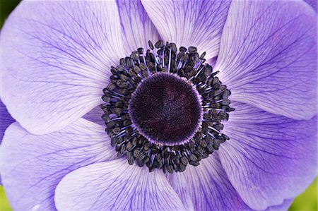 simsearch:6118-08725637,k - Close up of the centre of a purple flower. Stock Photo - Premium Royalty-Free, Code: 6118-08725616