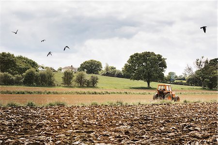 ploughed field england - A ploughed field, and a tractor on the move. Birds in the air. Stock Photo - Premium Royalty-Free, Code: 6118-08725628