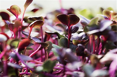 Close up of red salad leaves and micro leaves growing. Photographie de stock - Premium Libres de Droits, Code: 6118-08725636