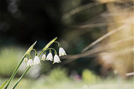 simsearch:6118-08725637,k - Small white flowers on a green stem. Snowdrops. Stock Photo - Premium Royalty-Free, Code: 6118-08725639