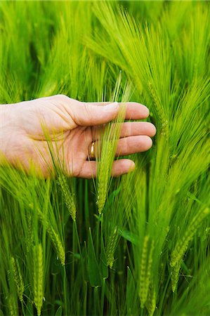 simsearch:649-08825157,k - A farmer checking his crop, a hand inspecting the wheat ears. Photographie de stock - Premium Libres de Droits, Code: 6118-08726154