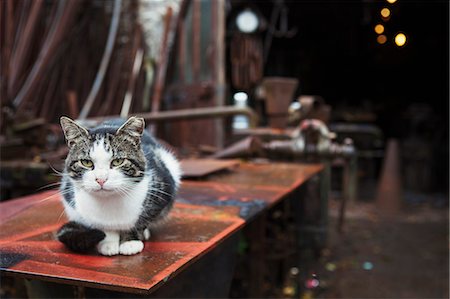 derbyshire - Grey and white cat sitting outside a Blacksmith's workshop. Photographie de stock - Premium Libres de Droits, Code: 6118-08729062