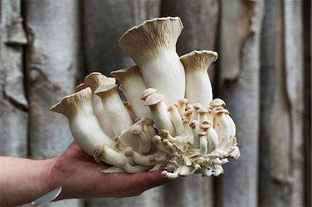 simsearch:6118-08729266,k - Close up of a man holding freshly harvested white mushrooms. Stockbilder - Premium RF Lizenzfrei, Bildnummer: 6118-08729067