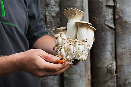 simsearch:6118-08729266,k - Close up of a man holding freshly harvested white mushrooms. Stockbilder - Premium RF Lizenzfrei, Bildnummer: 6118-08729066