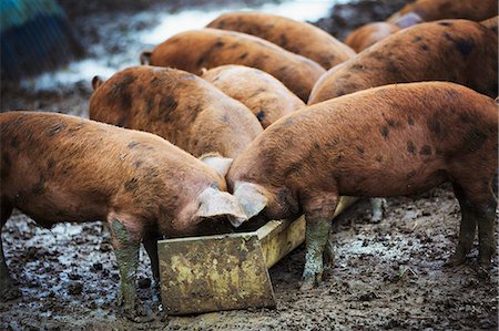 pig trough - A group of pigs eating from a trough. Stock Photo - Premium Royalty-Free, Code: 6118-08729252