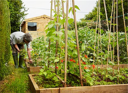 A man working in his garden, weeding raised beds. Garden shed. Photographie de stock - Premium Libres de Droits, Code: 6118-08729266