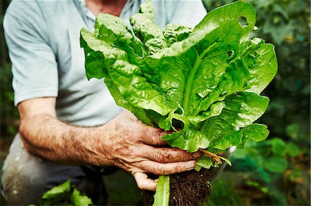 simsearch:6118-08729268,k - A gardener holding up a freshly picked lettuce. Photographie de stock - Premium Libres de Droits, Code: 6118-08729268
