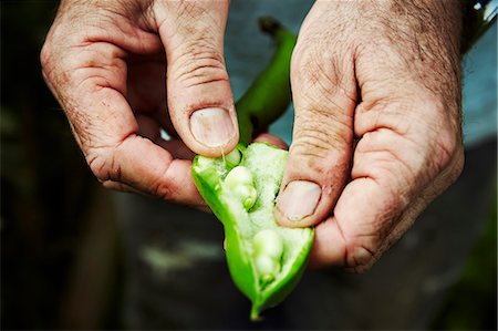 simsearch:6118-08729266,k - A gardener holding and prising open a bean pod to show fresh green broad beans. Stockbilder - Premium RF Lizenzfrei, Bildnummer: 6118-08729270